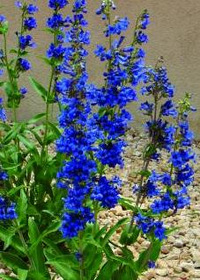 Penstemon mensarum