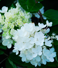 Hydrangea paniculata 'Sweet Summer'