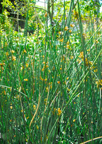 Juncus patens