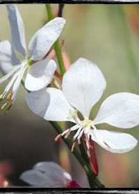 Gaura lindheimeri 'Belleza White Evolution'