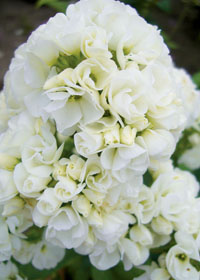 Phlox paniculata 'Tiara'