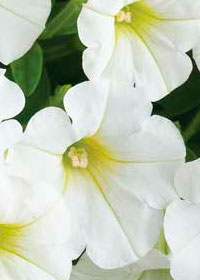 Petunia Littletunia 'White Grace'