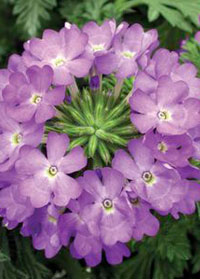 Verbena 'Rapunzel Lilac'