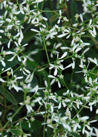 Euphorbia 'Silver Fog'