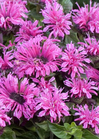 Monarda 'Cranberry Lace'