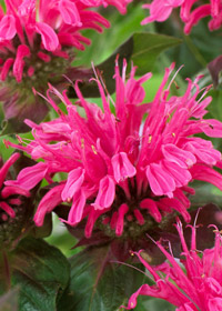 Monarda 'Pink Lace'