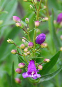 Penstemon barbatus 'Riding Hood Blue'