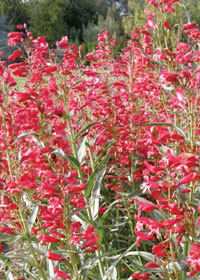 Penstemon barbatus 'Riding Hood Red'