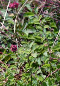 Sanguisorba officinalis 