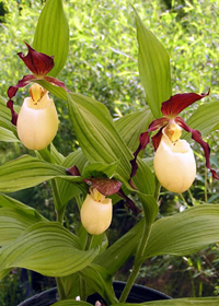 Cypripedium kentuckiense