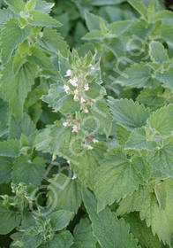 Nepeta cataria