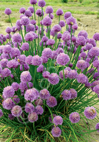 Allium schoenophrasum 