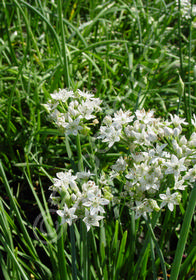 Allium tuberosum