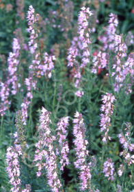 Hyssopus officinalis 'Roseus'