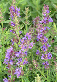 Hyssopus officinalis 'Dwarf Blue'