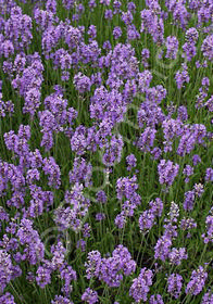 Lavandula angustifolia