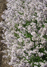 Lavandula x intermedia 'Alba'