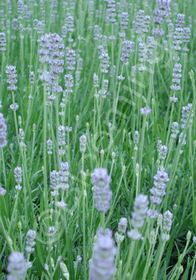 Lavandula angustifolia 'Bowles'