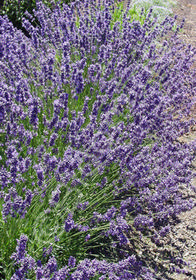 Lavandula angustifolia 'Munstead'