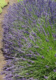 Lavandula x intermedia 'Grosso'