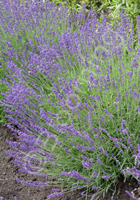 Lavandula angustifolia 'Hidcote'