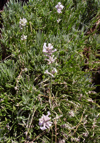 Lavandula angustifolia 'Jean Davis'               