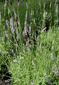 Lavandula x intermedia 'Provence'