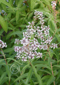 Aloysia triphylla