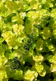 Origanum vulgare 'Aureum'