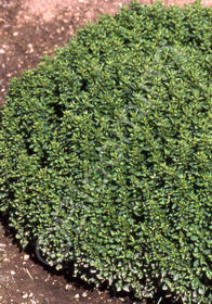 Origanum vulgare 'Nana'