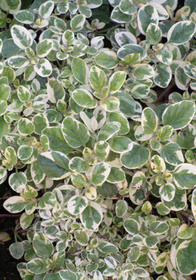 Origanum vulgare 'Variegata'