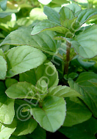 Mentha x piperita f. citrata 'Orange'