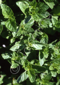 Mentha spicata 