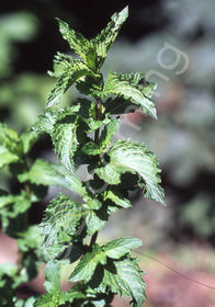 Mentha x piperita 'French Peppermint'