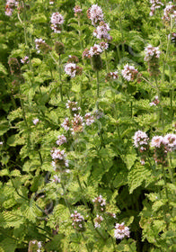 Mentha spicata 'Crispa'