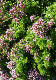 Origanum vulgare 'Humile'