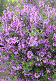 Prostanthera rotundifolia