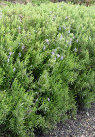 Rosmarinus officinalis 'Miss Jessop's Upright'