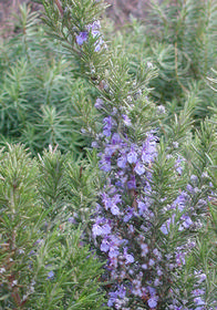 Rosmarinus officinalis 'Tuscan Blue'