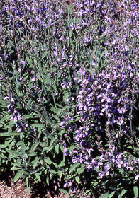 Salvia officinalis 'Minor'