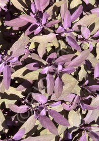 Salvia officinalis 'Purpurascens'