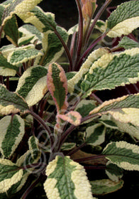 Salvia officinalis 'Tricolor'