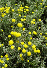 Santolina incana 'Nana'