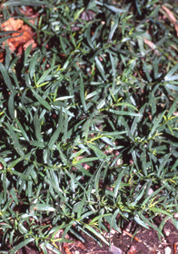 Artemisia dracunculus 'Sativus'