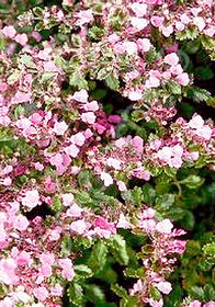 Teucrium chamaedrys 'Nanum'