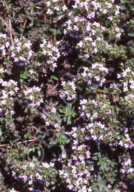 Thymus herba-barona 'Caraway'