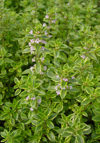 Thymus citriodorus 'Aureus' (Lemon-Gold Variegated)