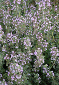 Thymus citriodorus Argentea' (Lemon-Silver Variegated)