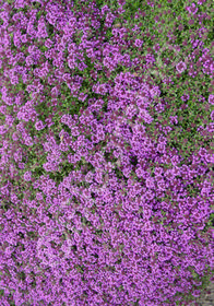 Thymus praecox 'Nutmeg'