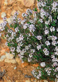 Thymus hyemalis Lange'